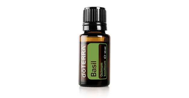 Basilikum (Basil)