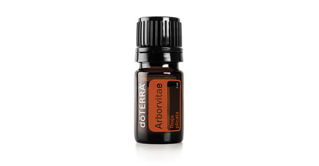 Arborvitae (Lebensbaum)